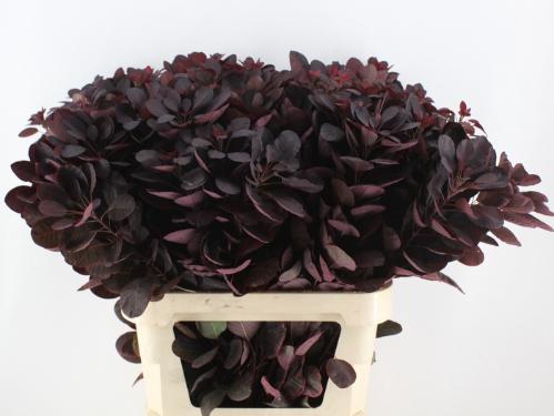 Cotinus coggygria 'Royal Purple'