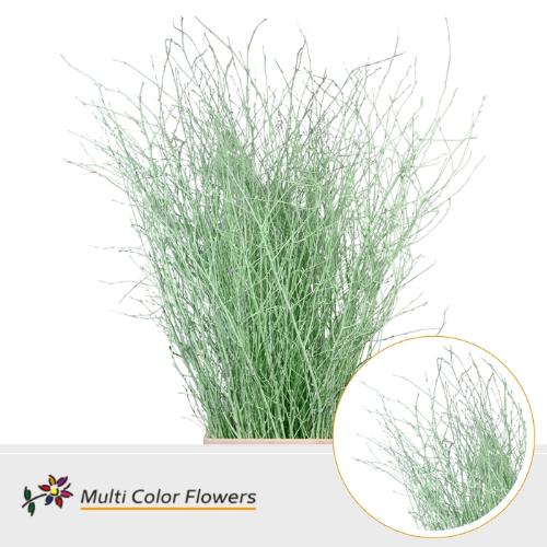 Betula kleurbehandeld H%