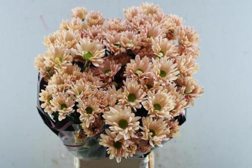 Chrysanthemum Indicum Grp tros kas 'Katinka Salmon'