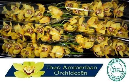 Cymbidium grootbloemig per tak 'La Vie Stella'
