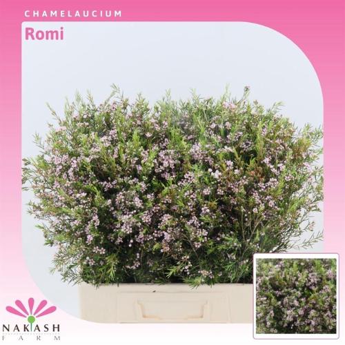 Chamelaucium uncinatum 'Romi'