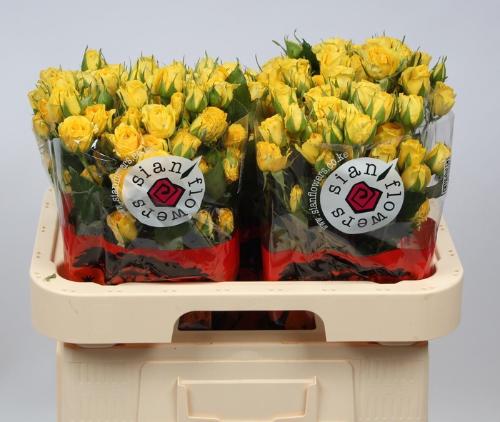 Rosa tros Golden Blossoms