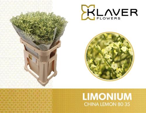Limonium sinense China Lemon