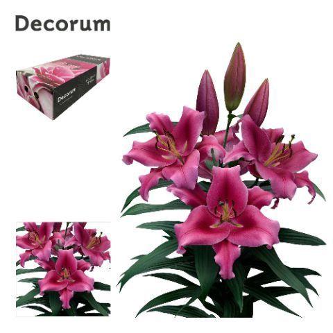 Lilium Oriental x Trumpet Grp 'Dalian'