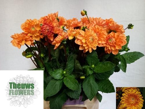 Dahlia 'Sylvia'