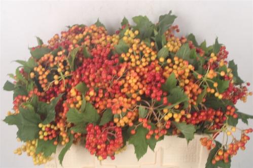 Viburnum per tak opulus 'Compactum'