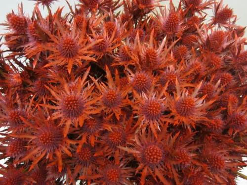 Eryngium planum kleurbehandeld H%