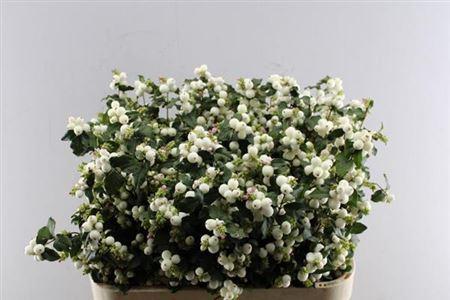 Symphoricarpos Magical Milky Way