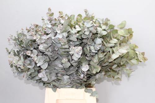 Eucalyptus cinerea