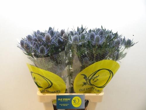 Eryngium Magical Blue Lagoon