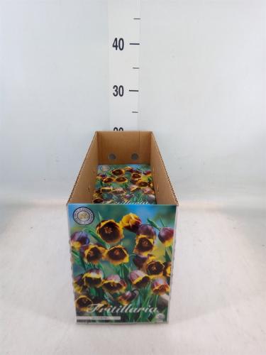 Fritillaria (bol)