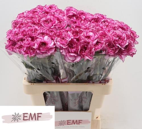 Dianthus standaard 'Royal Damascus'