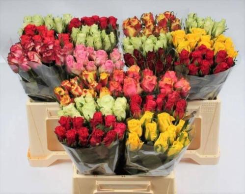 Rosa kleinbloemig gemengd in fust