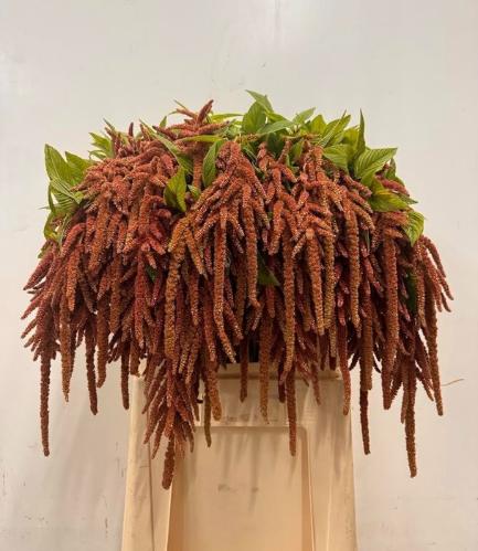 Amaranthus caudatus 'Coral Fountain'