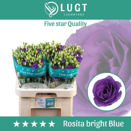 Eustoma russellianum gevuldbloemig 'Rosita Bright Blue'