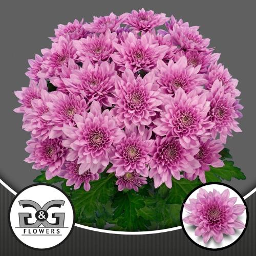 Chrysanthemum (Indicum Grp) tros Suavecito
