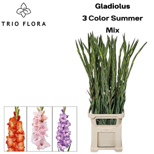 Gladiolus grootbloemig gemengd in fust