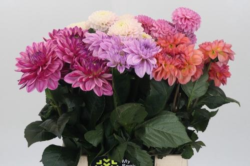 Dahlia gemengd in fust