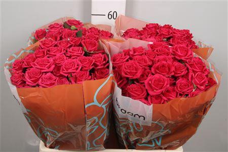 Rosa tros Quincy