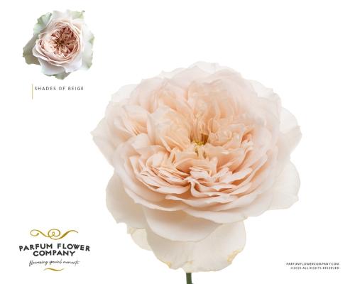 Rosa grootbloemig Shade of Beige!