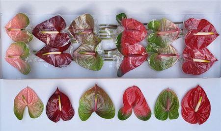 Anthurium Andreanum Grp gemengd