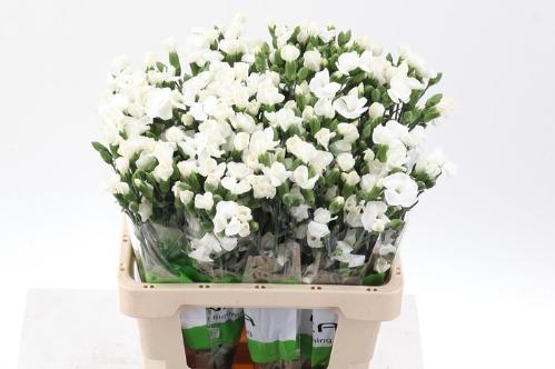 Dianthus Solomio Ard