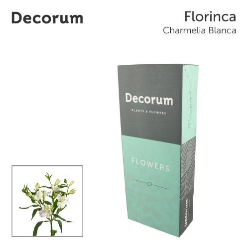 Alstroemeria florinca Charmelia Blanca