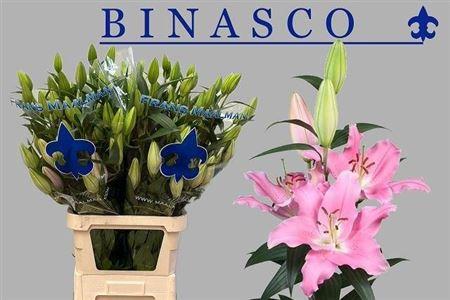 Lilium (Oriental Grp) 'Binasco'