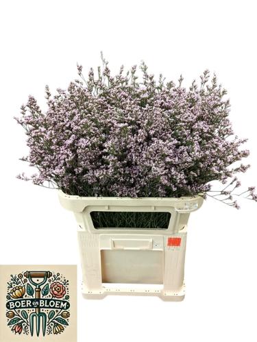 Limonium sinensis Tennessee Pink