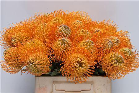 Leucospermum 'Jelena'