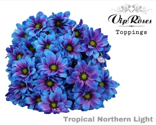 Chrysanthemum (Indicum Grp) tros Kennedy kleurbehandeld H%