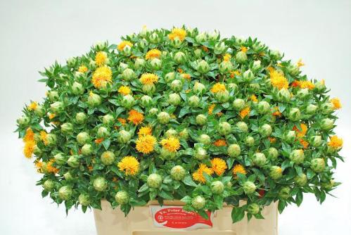 Carthamus tinctorius overig
