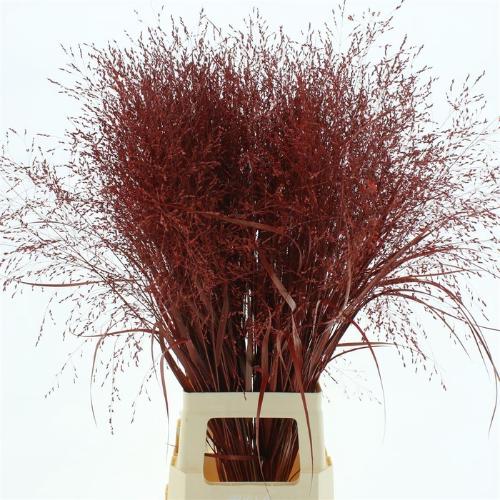 Siergras kleurbehandeld H%