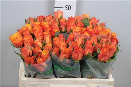 Rosa grootbloemig Confidens