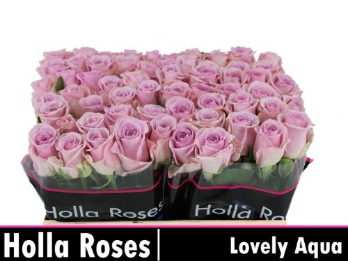Rosa grootbloemig Lovely Aqua!
