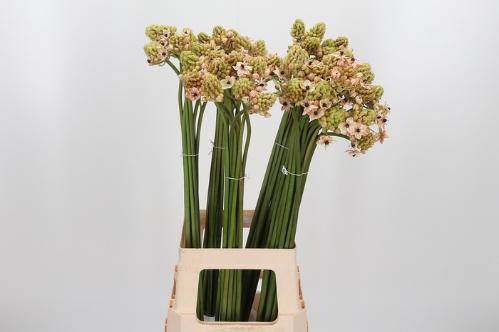 Ornithogalum saundersiae kleurbehandeld H%