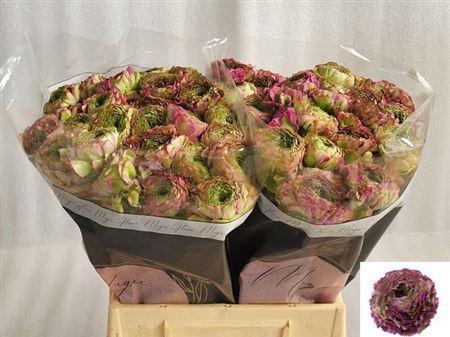 Ranunculus asiaticus 'Pon-Pon Malva'