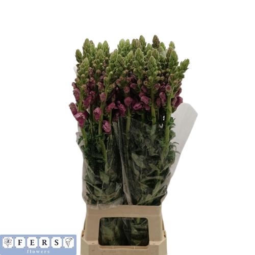 Antirrhinum majus 'Potomac lavender'