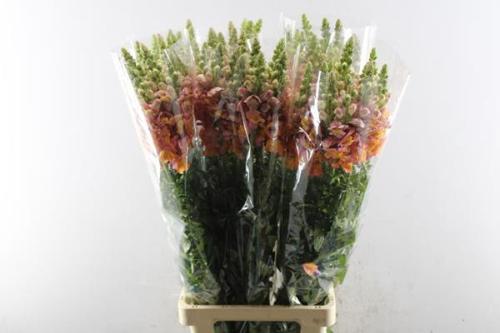 Antirrhinum majus 'Potomac Dark Orange'