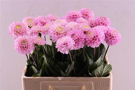 Dahlia Ball Grp 'Wizard of Oz'