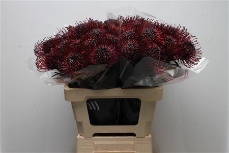 Leucospermum 'Naomi' kleurbehandeld H%