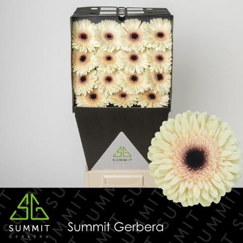 Gerbera grootbloemig 'Eclair'