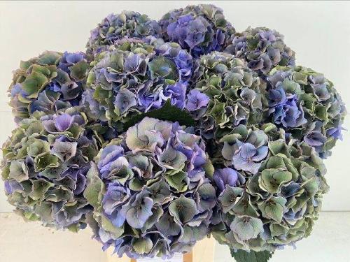 Hydrangea macrophylla Royal Palace (classic)