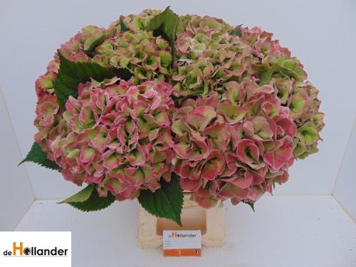 Hydrangea macrophylla Royal Love (classic)