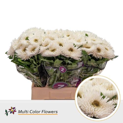 Chrysanthemum geplozen kas kleurbehandeld H%