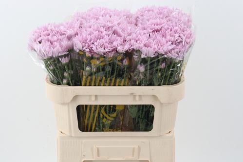Chrysanthemum (Indicum Grp) tros Petrushka