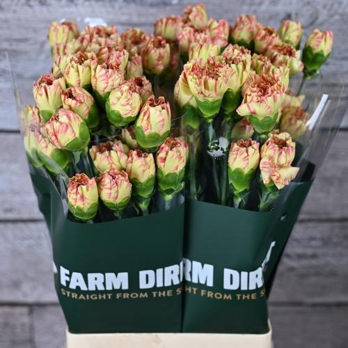 Dianthus standaard overig