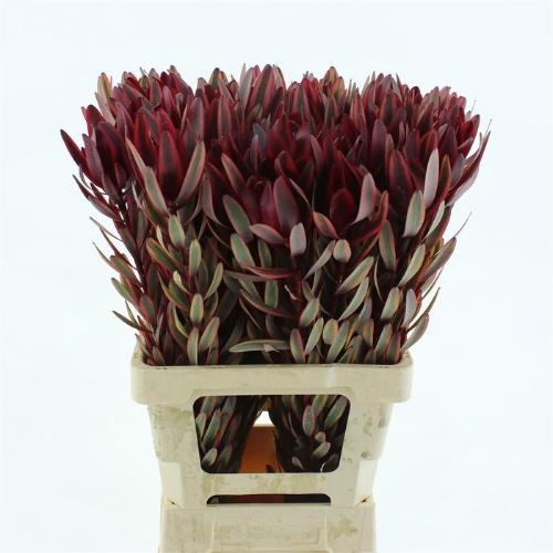 Leucadendron 'Jester'