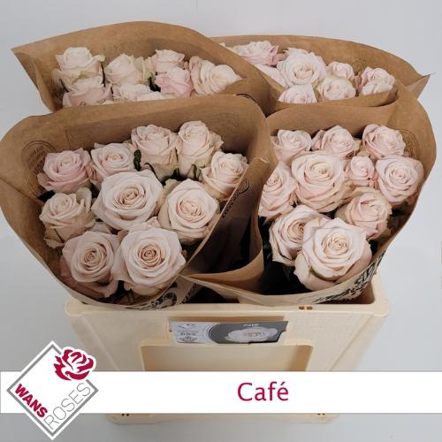 Rosa grootbloemig Café!
