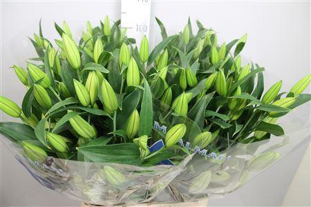 Lilium Oriental Grp Signum